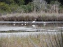 Great white egret surrounded by snowy egrets