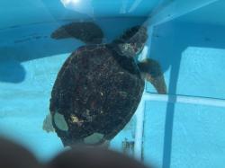 Green Turtle with weights on shell to offset air trapped in shell after being hit by boat