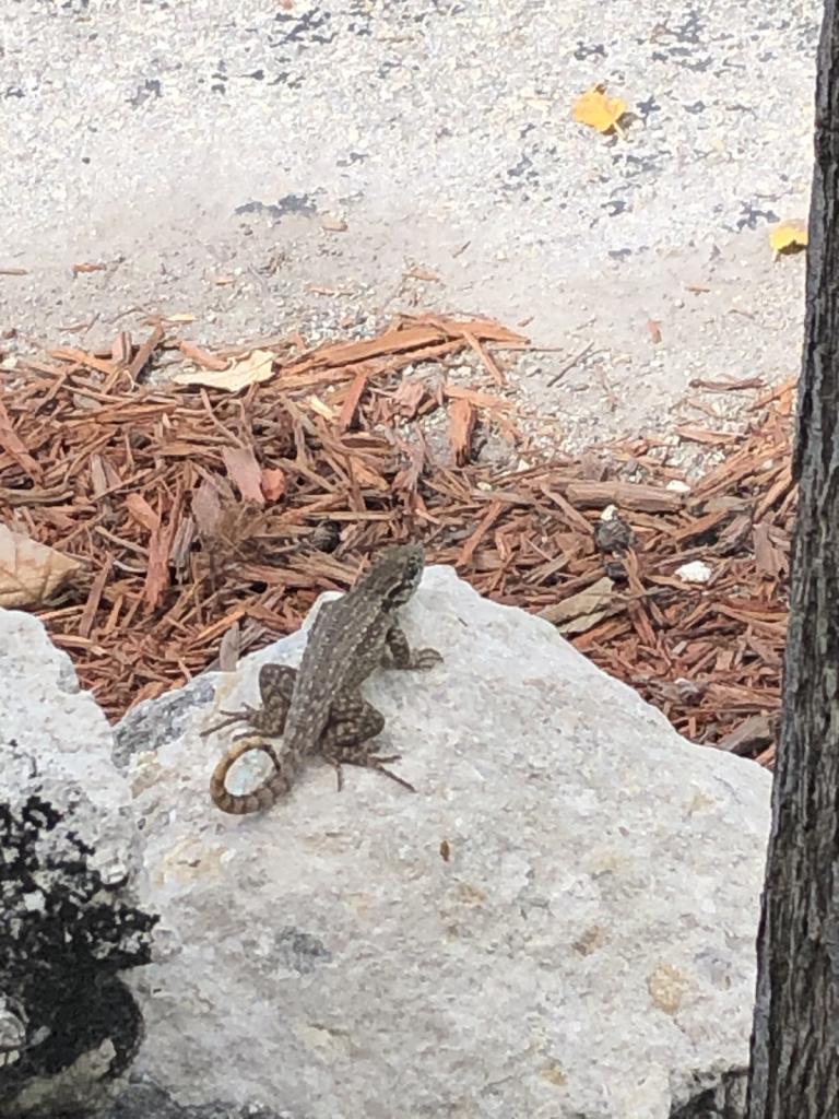 Curly tail lizard 