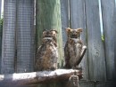 Owls in the SOS Sanctuary