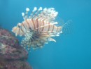 Lionfish, a non-native species that threatens to take over the Keys