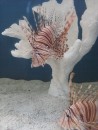 Lionfish is pretty but invasive