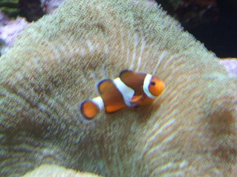 Nemo was there