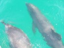 Two adult dolphins