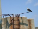 Osprey watching me wait for Gasparilla bridge opening