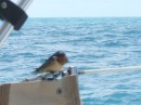 Bird landed on rail about 20 miles off shore