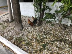 Chickens and roosters rule in Key West