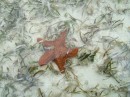 Pretty star fish, Powell Cay