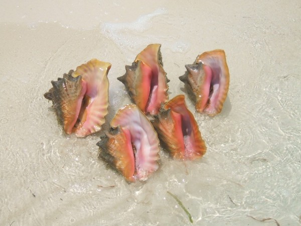 The other side of the conch