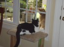 Get off my perch Spanker- but you get to be outside Milo