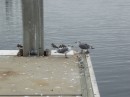 Our first look ever at baby seagulls.JPG