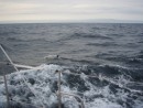 Gulf of Maine crossing - One of a dozen dolphins in the school