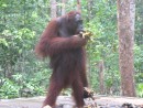 Male Orangutan in the Tanjung Putting National Park, Borneo: Male Orangutan in the Tanjung Putting National Park, Borneo