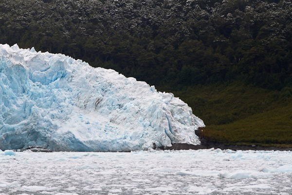 The glacier is knocking down trees