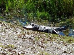 First Aligator: short nature walk at Indian Hills Recreation Area, Savanah Rd, south of Fort Pierce