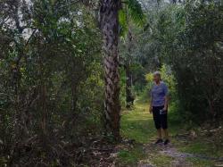 DJ Wilcox Nature Preserve: North of Fort Pierce, Sabal (cabbage) Palm native to SE US.  