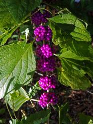 Beauty Berries: Indrio Scrub Preserve, N of Fort Pierce