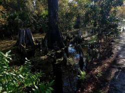 Cypress Knees: Riverbend Park