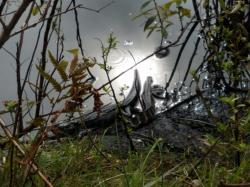Baby Aligators: Kissimmee Prarie Park