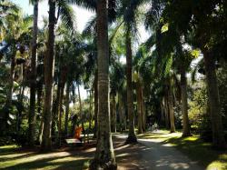 McKee Gardens: Royal Palm grove