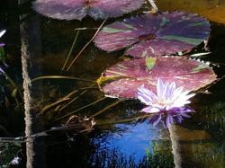 Water Lilies: McKee Gardens