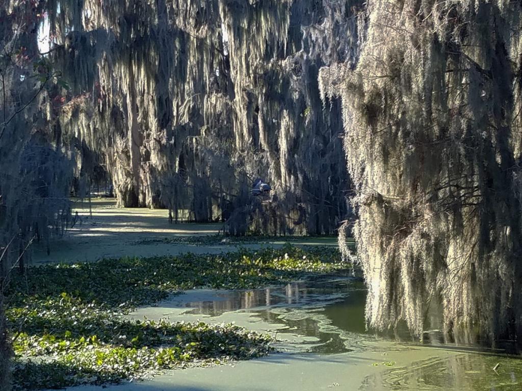 Beauty in the Swamp: Circle B Bar Preserve