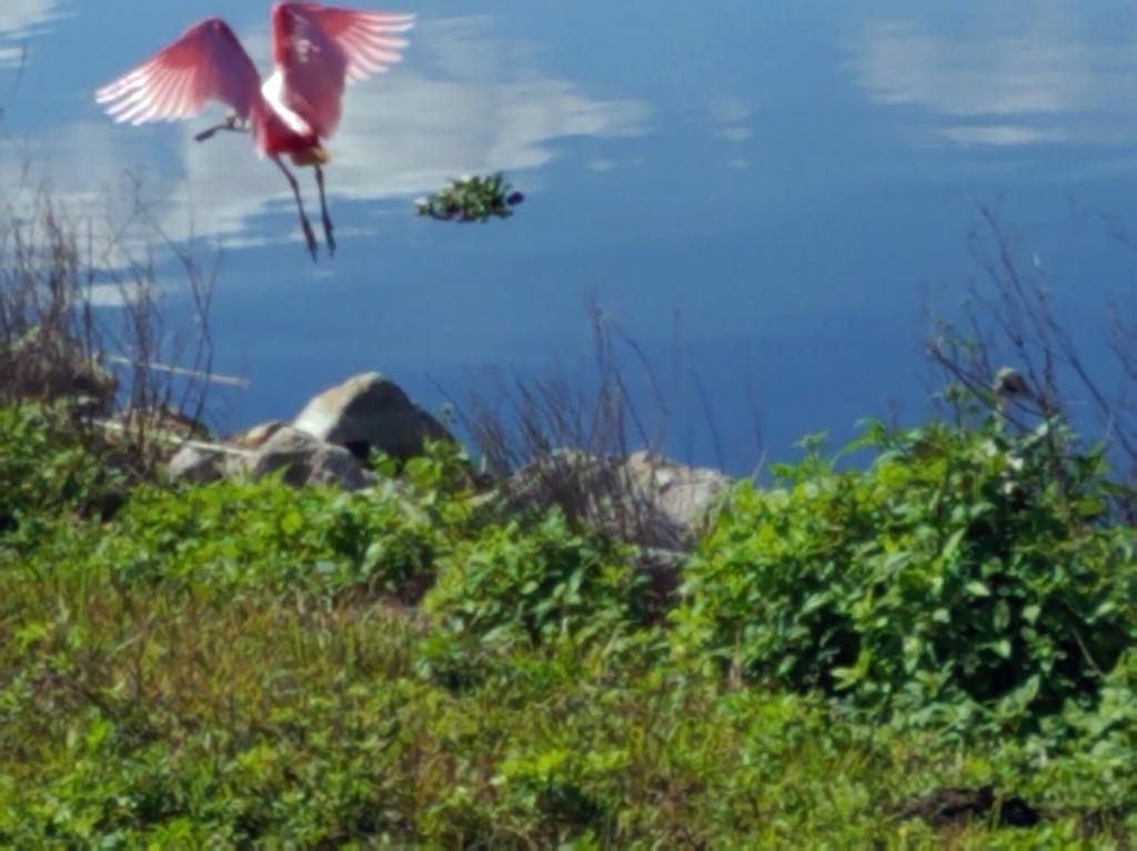 Roseate Spoonbills: Nesting site of roseate spoonbills, Stick Marsh, TM Goodwin Waterfowl Management Area
