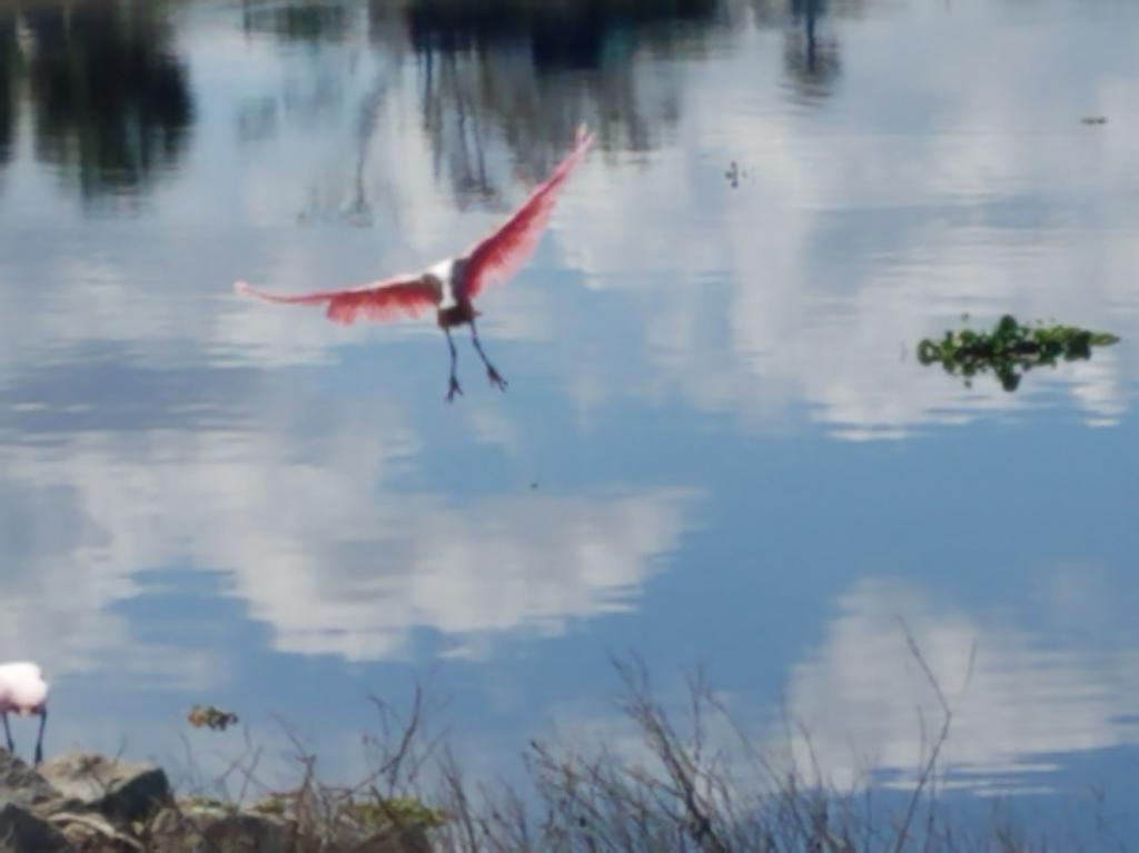 Roseate Spoonbill Landing: Stick Marsh nesting site, Feb 10, TM Goodwin Waterfowl Management Area