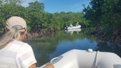 Mangrove Exploration: Turtles 