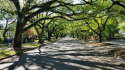 Oaks lining streets: Georgetown back streets