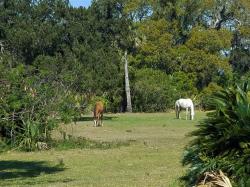 Wild horses: Cumberland Island Nat