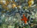 Starfish : Corals, Starfish, Sponges