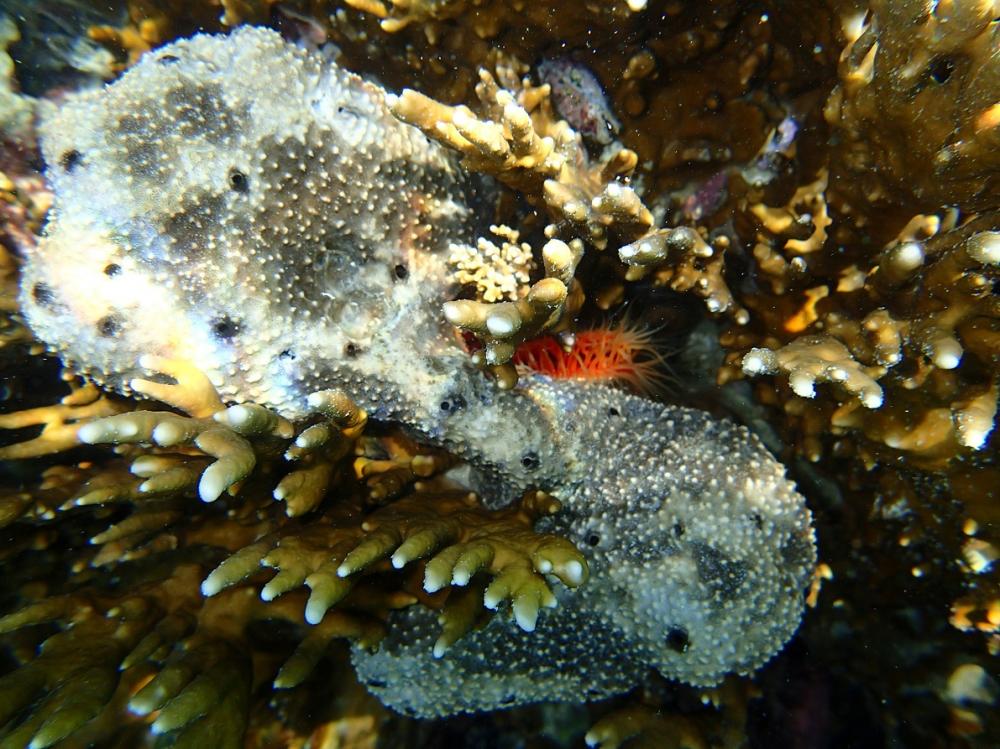 Fire Clam: Razor clam hiding behind sponge in fire coral