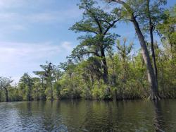 Trees in Waccamaw River: Waccamaw River National Wildlife Refuge