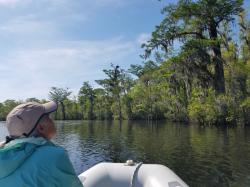 Waccamaw River Dinghy Trip: Flooded forest, Waccamaw River National Wildlife Refuge, 4-16-21