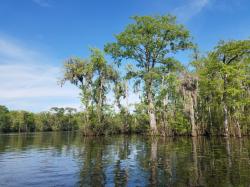 Trees in the swamp: Amazingly large trees in deep water, Waccamaw River near Enterprise, SC