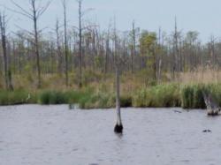 Ghost Forest: Eastern end of Alligator-Pungo Canal, areas where the trees have died off years ago.  