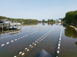 Oyster farming: Little Wicomico Oyster Co.  